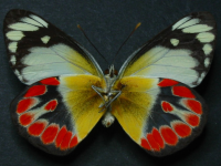 Adult Female Under of Scarlet Jezebel - Delias argenthona argenthona